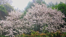 Trồng hơn 2.000 cây hoa Ban tại Di tích quốc gia đặc biệt đồi Độc Lập, Điện Biên