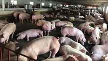 Dịch bệnh tả lợn không có khả năng lây truyền sang người