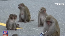 VIDEO: Du khách tự ý cho khỉ ăn trên Sơn Trà