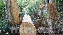Điều tra, xử lý vụ khai thác rừng trái phép và cướp tang vật giữa rừng phòng hộ Sêrêpốk