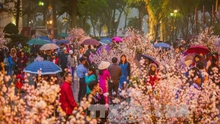 Trồng 125 cây hoa anh đào Nhật Bản tại Đà Lạt