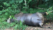 Cá thể bò tót chết trong khu bảo tồn có thể do va vào ô tô