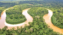 Cảnh báo tình trạng phá rừng rậm Amazon tại Brazil