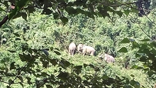 Bảo vệ 2 đàn voi hoang dã ở tỉnh Quảng Nam