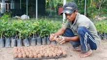 Ứng dụng 'bom hạt giống' tái tạo hệ thực vật vùng khô hạn