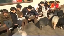 Độc đáo bảo tàng lợn tại Hàn Quốc