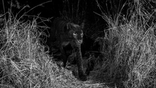 VIDEO: Phát hiện loài báo đen hiếm gặp trong 100 năm ở châu Phi