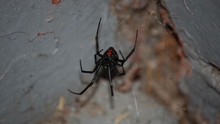 Phát hiện họ hàng mới của nhện 'Góa phụ đen' có kích thước khổng lồ