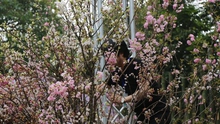 100 cây anh đào được nghệ nhân Nhật Bản sắp đặt ở phố đi bộ Hà Nội