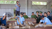 Khẩn trương điều tra mở rộng vụ án vận chuyển ngà voi từ nước ngoài vào Việt Nam