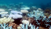 Rạn san hô lớn nhất thế giới bị 'tẩy trắng' bởi biến đổi khí hậu