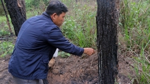 Khẩn trương điều tra làm rõ vụ hàng ngàn cây thông ở Lâm Đồng bị hạ độc