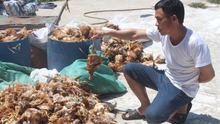 Hà Tĩnh: Khẩn trương làm rõ việc một nhóm người ném đá vào trang trại nuôi gà