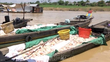 Khẩn trương xử lý và xác định nguyên nhân tình trạng cá chết trên sông La Ngà-Đồng Nai