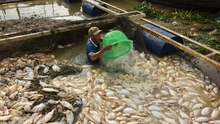 VIDEO: Gần 1.000 tấn cá trên sông La Ngà chết hàng loạt