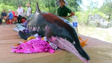 Xác cá Ông nặng hơn 15 tấn dạt vào vùng biển Mũi Né, Bình Thuận