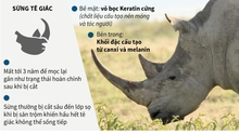 3/5 loài tê giác bị đe dọa tuyệt chủng ở mức cực kỳ nguy cấp