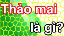 Chữ và nghĩa: 'Thảo mai' nghĩa là gì?