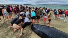 Hơn 1.000 người tham gia giải cứu đàn cá voi mắc cạn trên bờ biển New Zealand