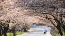 KTO tổ chức cuộc thi ảnh đẹp ‘Relive Your Korea Trip’
