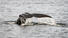 Tàu thuyền chạy quá tốc độ đe dọa đến loài cá voi đang nguy cấp ở Bắc Đại Tây Dương