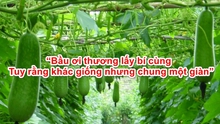 Chữ và nghĩa: 'Bầu ơi thương lấy bí cùng', 'cùng' là gì vậy?