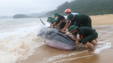 Hình ảnh cứu hộ cá voi nặng khoảng 3 tấn trên bờ biển Phú Lộc, Huế