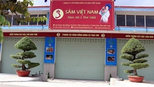 Công ty Sâm Việt Nam lại trồng sâm Ngọc Linh trên… miệng