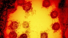 Châu Âu cảnh báo nguy cơ xuất hiện biến thể hoàn toàn mới của virus SARS-CoV-2