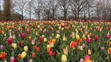 'Thiên đường' hoa tulip Keukenhof ở Hà Lan mở cửa trở lại