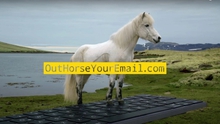 Độc đáo dịch vụ dùng ngựa trả lời email tại Iceland