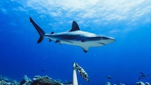 Mỹ cảnh báo cá mập tấn công người ở bờ biển New York