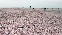 Cả nghìn tấn ngao giấy trôi dạt vào bờ biển Nam Định là hiện tượng bình thường