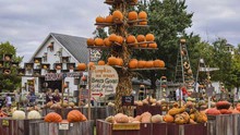 VIDEO: Ghé thăm trang trại bí ngô nổi tiếng của Mỹ nhân dịp Halloween