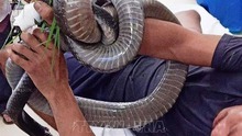 Một bệnh nhân nguy kịch do bị rắn hổ chúa cắn, khi nhập viện rắn vẫn cuốn chặt tay và cổ