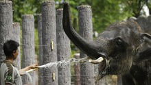 Động vật trong các vườn thú Thái Lan gặp nguy vì Covid-19
