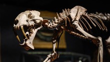Đấu giá bộ xương hổ răng kiếm hóa thạch gần 40 triệu năm tuổi
