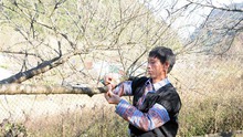 Sơn La thực hiện cấp tem chứng nhận cho giống đào rừng do người dân trồng