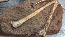 Phát hiện hóa thạch của loài khủng long 'rất hiếm' ở Brazil