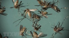 Australia cảnh báo người dân về loại virus lây truyền qua muỗi gây chết người