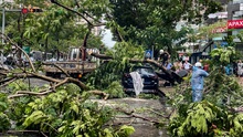 Hà Nội: Không có thương vong về người trong vụ cây đổ trúng ô tô