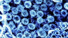 AI dự báo tiến hóa của virus SARS-CoV-2