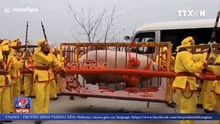 Trao giải 'vua lợn' nặng 900kg, 9 người khiêng