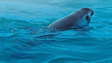 Mexico nỗ lực bảo vệ loài cá heo vaquita sắp tuyệt chủng