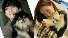Tin đồn: BTS tạo Instagram cho thú cưng, Nayeon Twice nhắm sang SM Entertainment