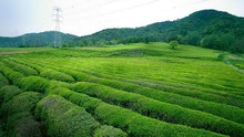 Vi vu Châu Á thưởng thức tinh hoa trà các nước