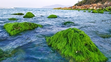 Đà Nẵng: Đẹp lạ mùa rêu xanh mướt ở rạn đá Nam Ô