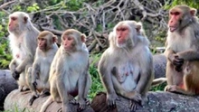 Kỳ lạ ngôi làng Ấn Độ cho khỉ đứng tên 32 mẫu đất vì một lý do đặc biệt