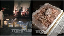 Hơn 1 tấn tai lợn ôi thiu vừa bị bắt giữ trên đường vận chuyển