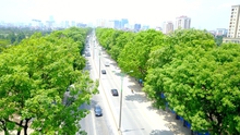 Từ nay đến 30/11 sẽ 'khai tử' 1.289 cây xanh trên đường Phạm Văn Đồng